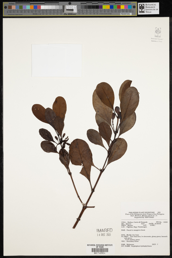 Scyphiphora hydrophyllacea image