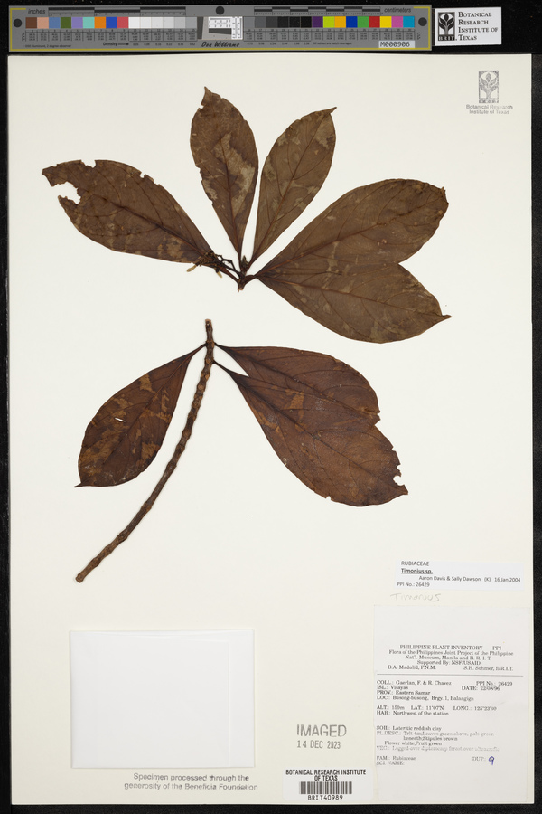 Timonius image