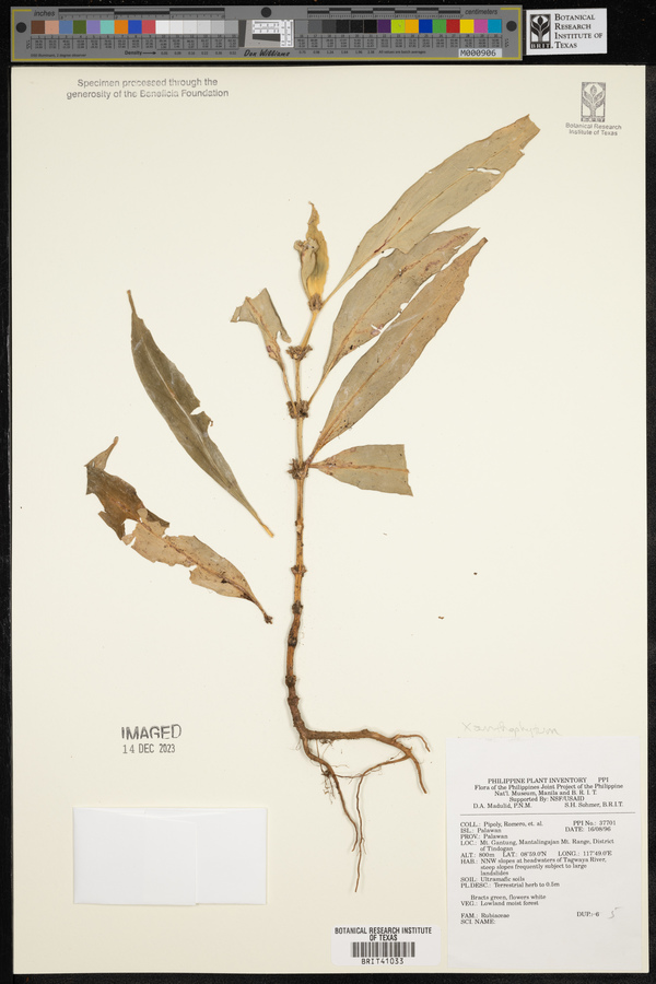 Xanthophytum image