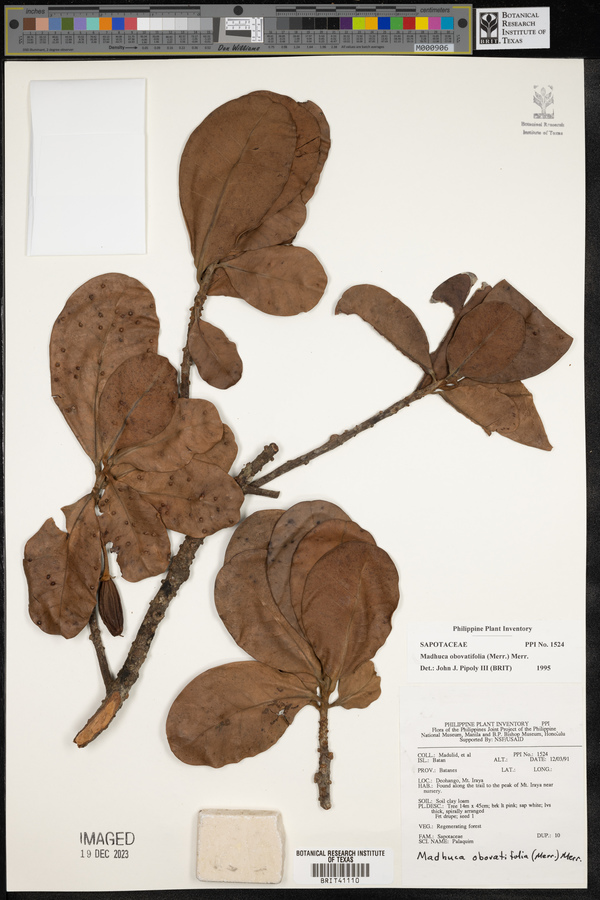 Madhuca obovatifolia image