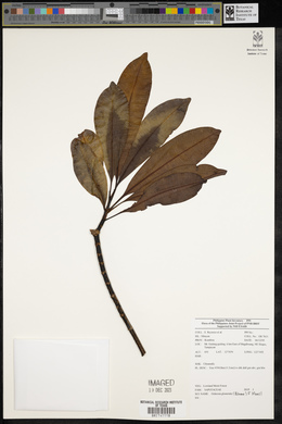 Ochrosia glomerata image