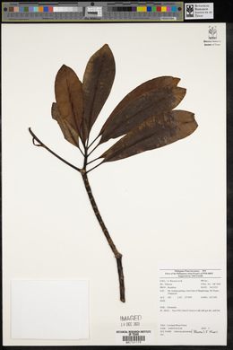 Ochrosia glomerata image