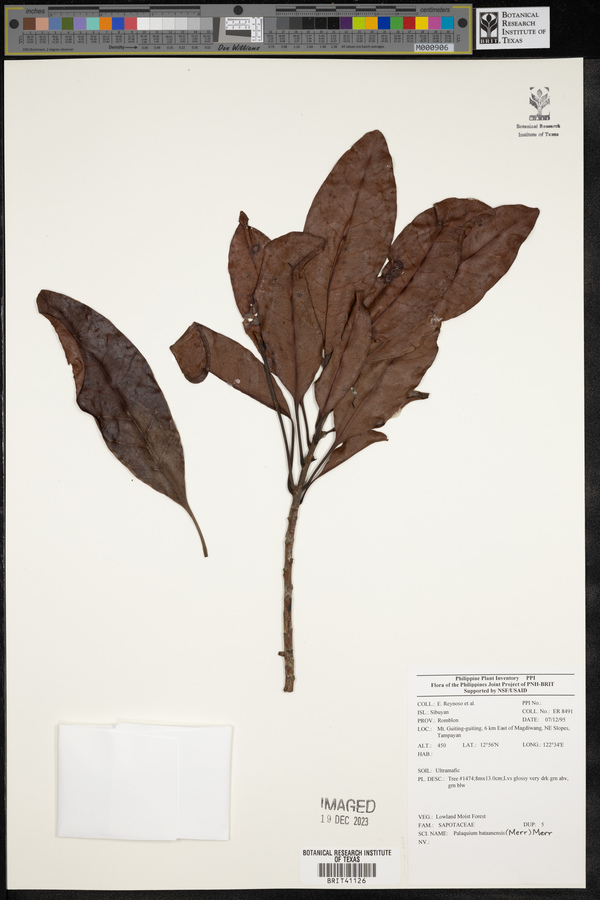 Palaquium bataanense image