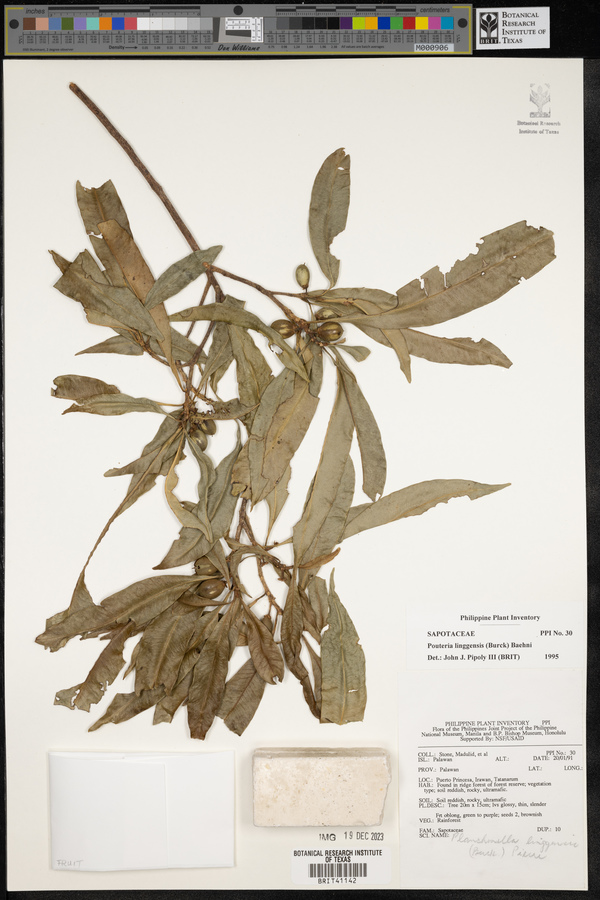 Planchonella chartacea image