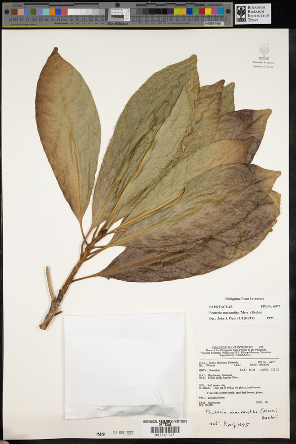 Planchonella macrantha image