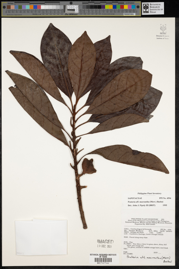 Planchonella macrantha image