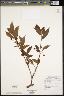 Image Associated With the Occurence