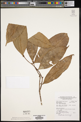 Phaleria capitata image