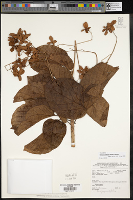 Berrya cordifolia image