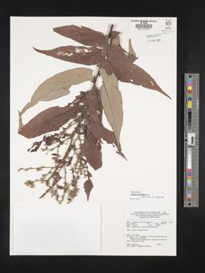 Image of Colona serratifolia