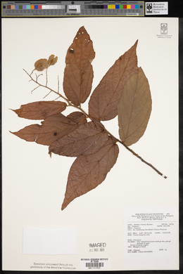 Colona serratifolia image