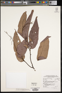 Colona serratifolia image