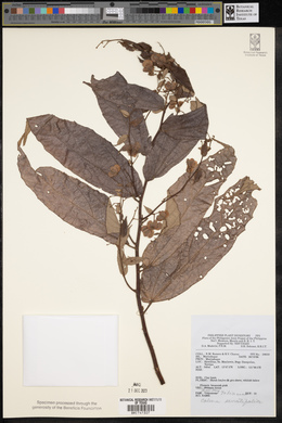 Colona serratifolia image