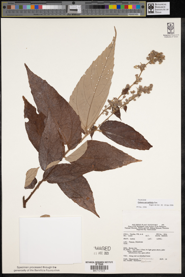 Colona image