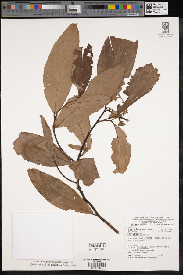 Diplodiscus paniculatus image