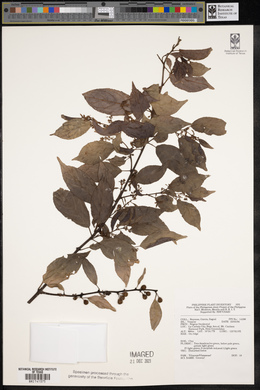 Image Associated With the Occurence