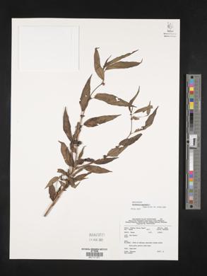 Corchorus capsularis image