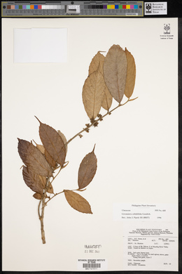 Image of Gironniera celtidifolia