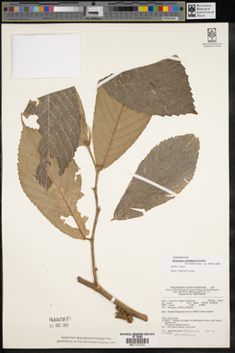Gironniera celtidifolia image