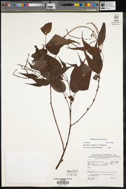 Boehmeria multiflora image