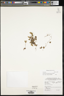 Image of Elatostema brongniartianum