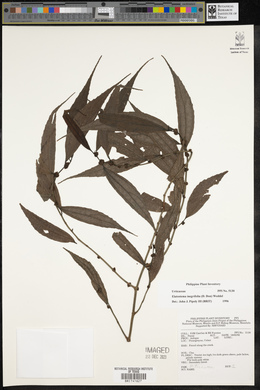 Elatostema integrifolium image