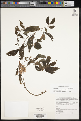 Image of Elatostema longipedunculatum