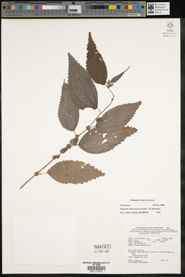 Pipturus arborescens image