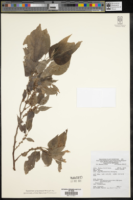 Pipturus arborescens image