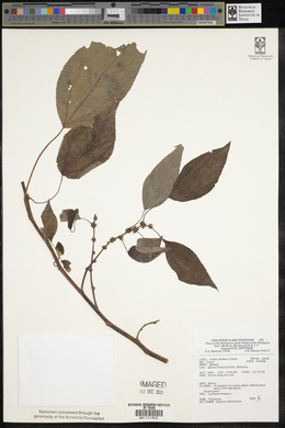 Pipturus arborescens image