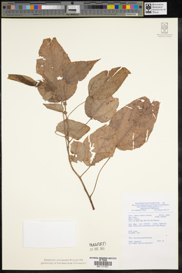 Pipturus arborescens image