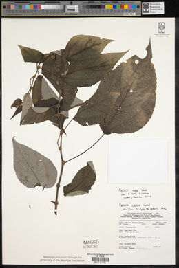 Pipturus arborescens image