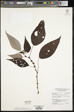 Pipturus arborescens image