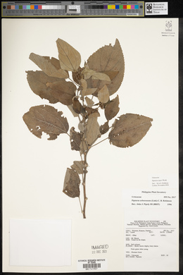 Pipturus arborescens image