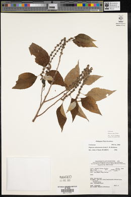 Pipturus arborescens image