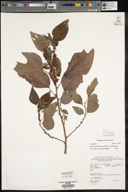 Pipturus arborescens image