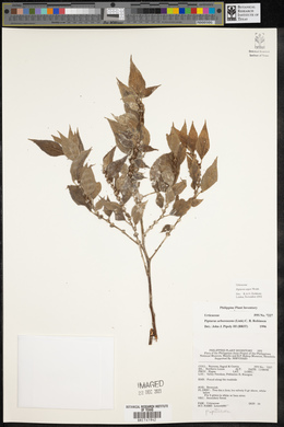 Pipturus arborescens image