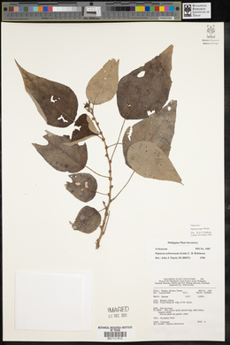 Pipturus arborescens image