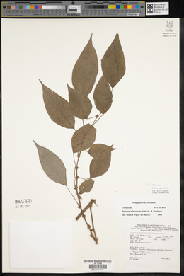 Pipturus arborescens image