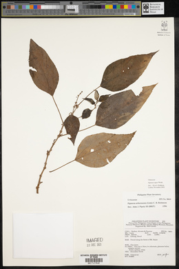 Pipturus arborescens image