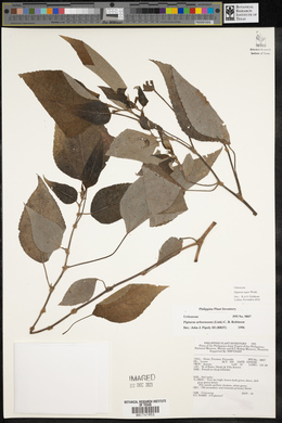 Pipturus arborescens image