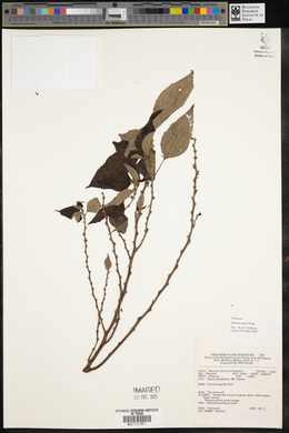 Pipturus arborescens image