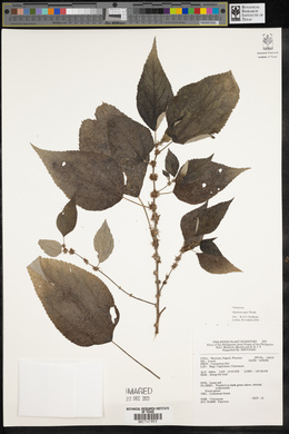 Pipturus arborescens image