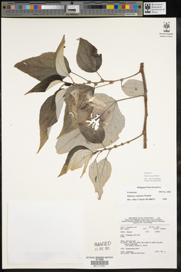 Pipturus arborescens image