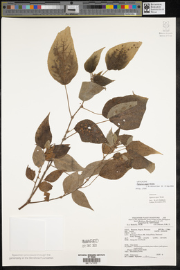 Pipturus arborescens image