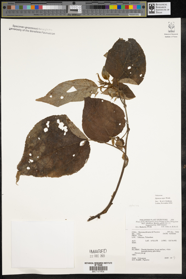 Pipturus arborescens image