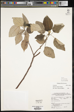 Pipturus arborescens image