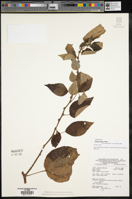 Pipturus arborescens image