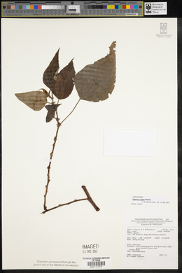 Pipturus arborescens image