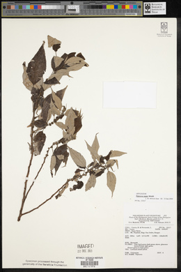 Pipturus arborescens image